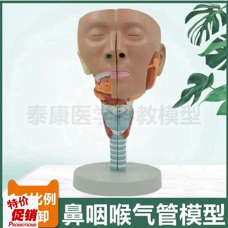鼻腔口腔咽扁桃i体喉咙气管模型声带结构发音器官音乐课教具医用