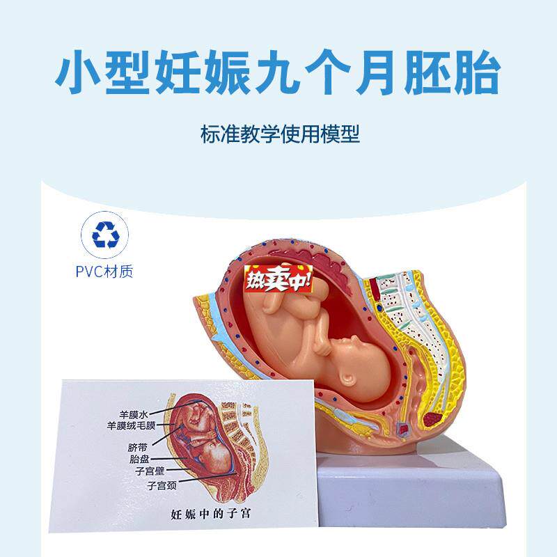 热销妊娠发育过程D小型胚胎模型9个月胚胎模型计生妊娠胎儿模