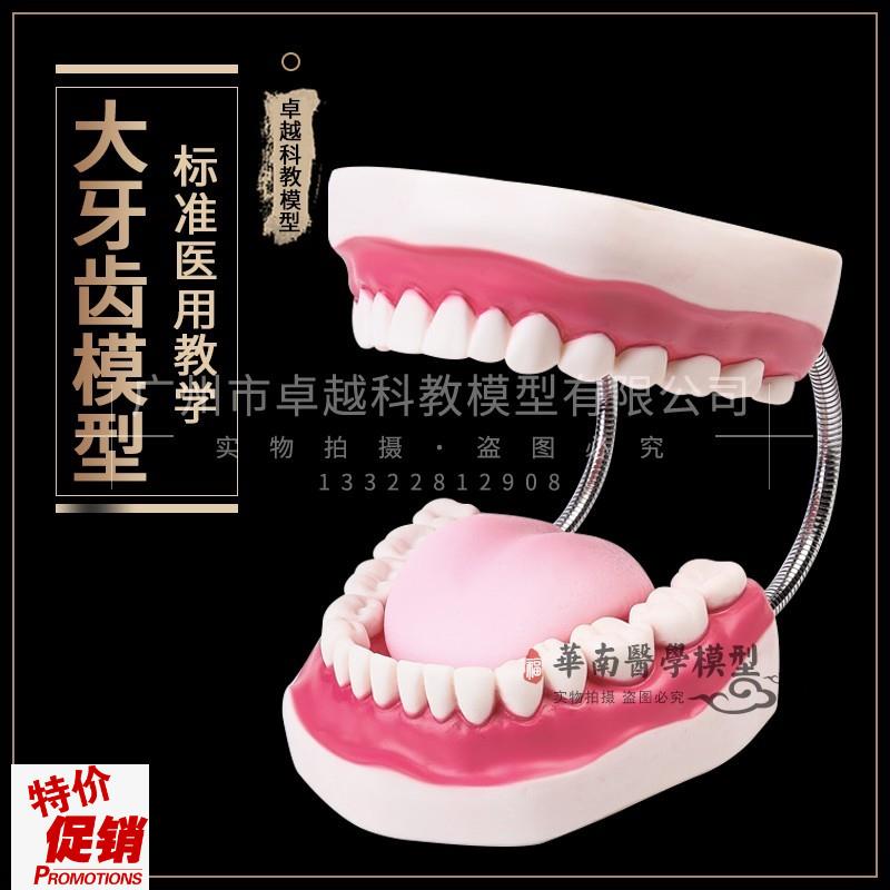 口腔模型牙齿模型l幼儿园教具儿童刷牙玩具牙齿牙科模型假牙模型