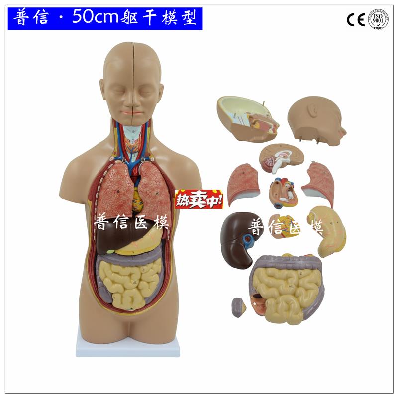 热销人体解剖躯干模型内脏器官肝肠n胃启蒙教学医用拼装模