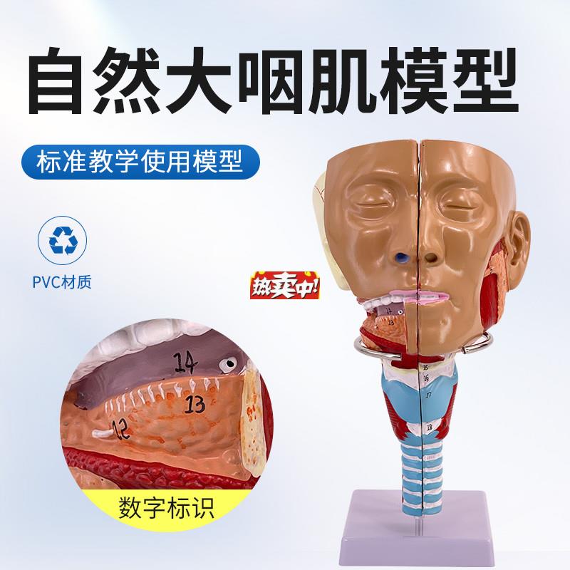 热销咽肌模型喉解剖模型咽喉模型口鼻模型舌肌解剖吞.咽康复鼻窦