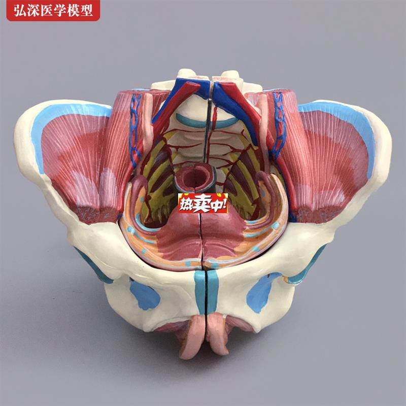 热销女性骨盆解剖教学x模型HS-332D盆骨带生殖器适合13岁以上人体
