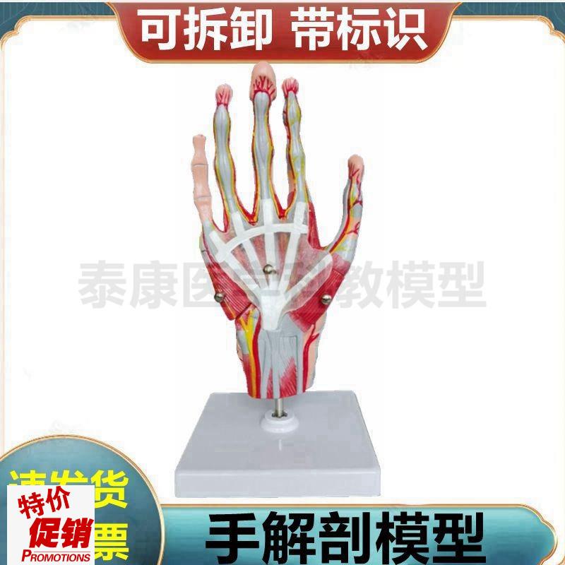 手模型手部肌肉关节肌r腱韧带血管神经腕骨手指可活动手掌解剖