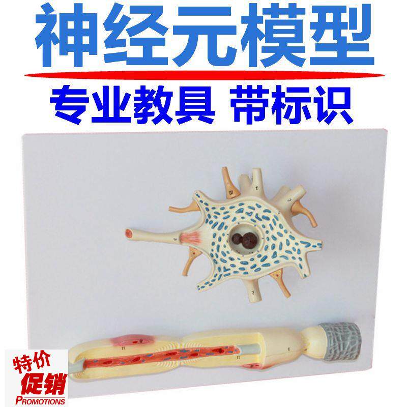 神经元模型神经细胞结构胞体y轴突反射弧传导系统脊髓神经根颈椎