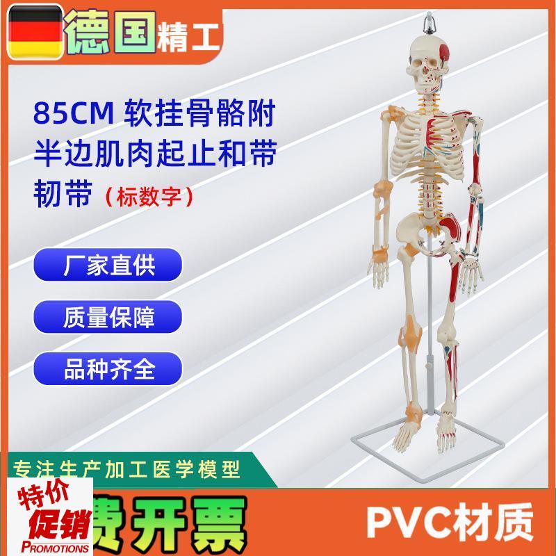 85CM软挂i骨骼合集人体骨骼模型教学器材用具