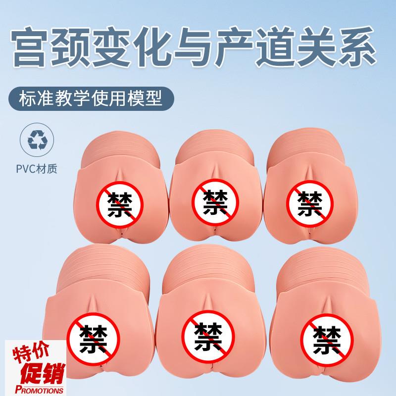 产前宫颈变化与产道q关系模型妇科检查计划生育医学示教模型