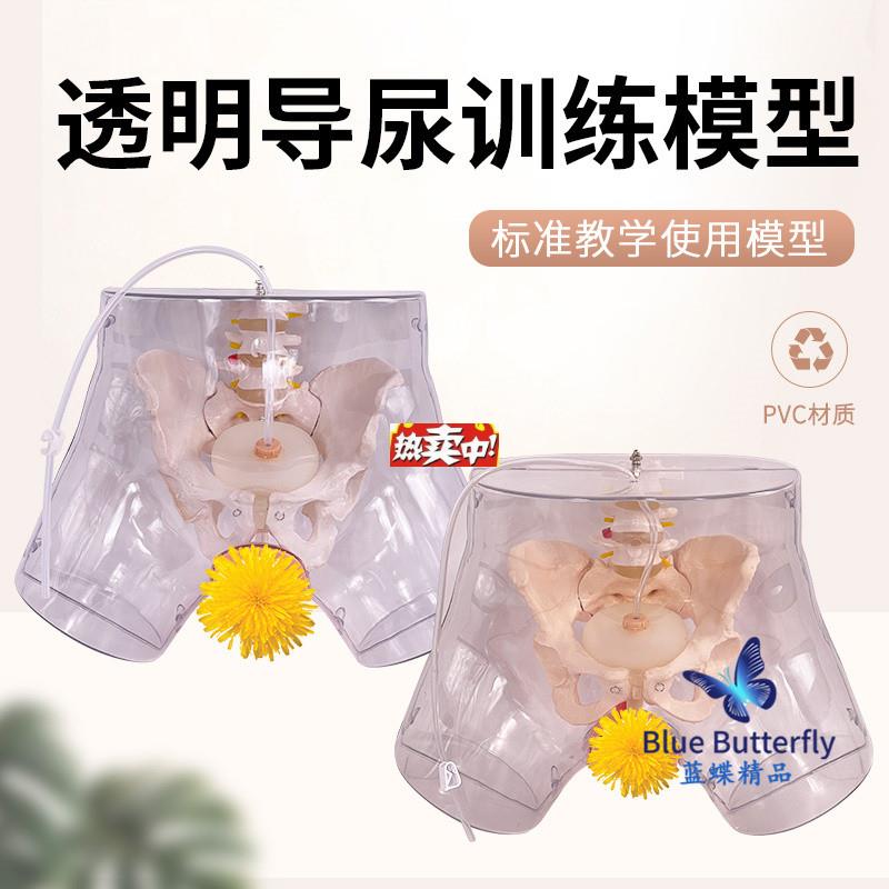 热销高级透明女n性导尿模型导尿术技能操作训练模型插尿管医学用