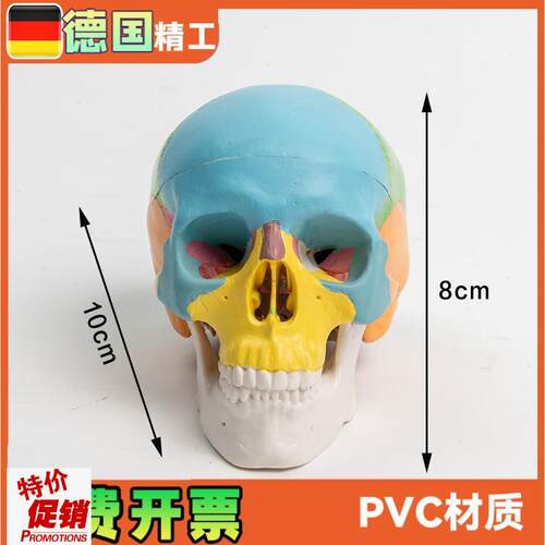 可拆卸彩色头骨模型3部件口腔美术参考骷髅头可X活动雕塑写生