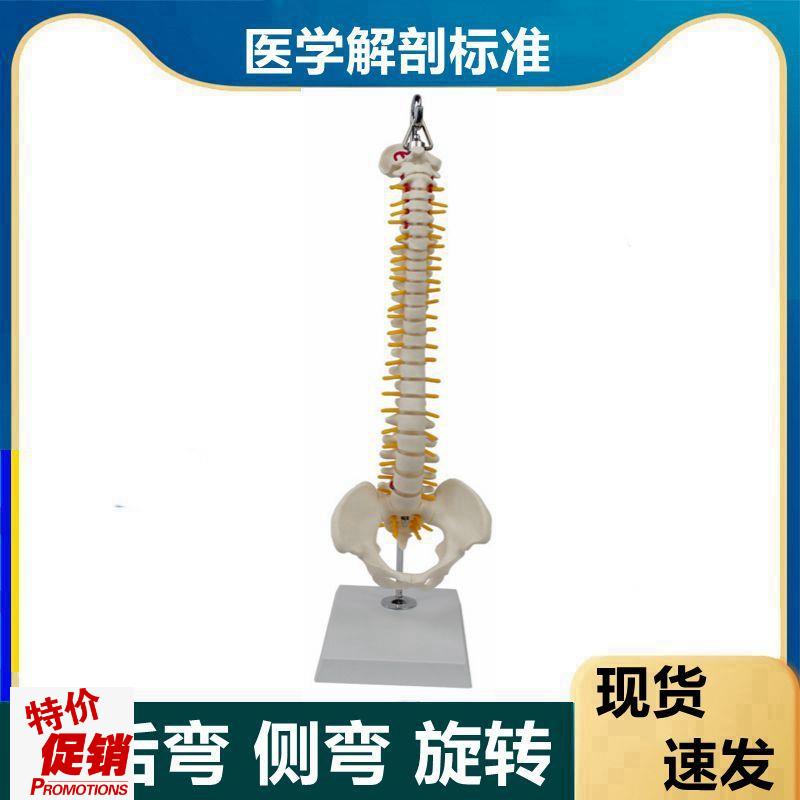人体脊椎模型前后弯侧弯正骨旋转中医针灸练习康S复功能瑜伽培训