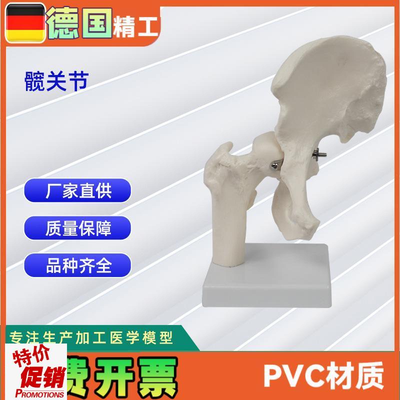髋关节模型人v体骨骼教学模型器具