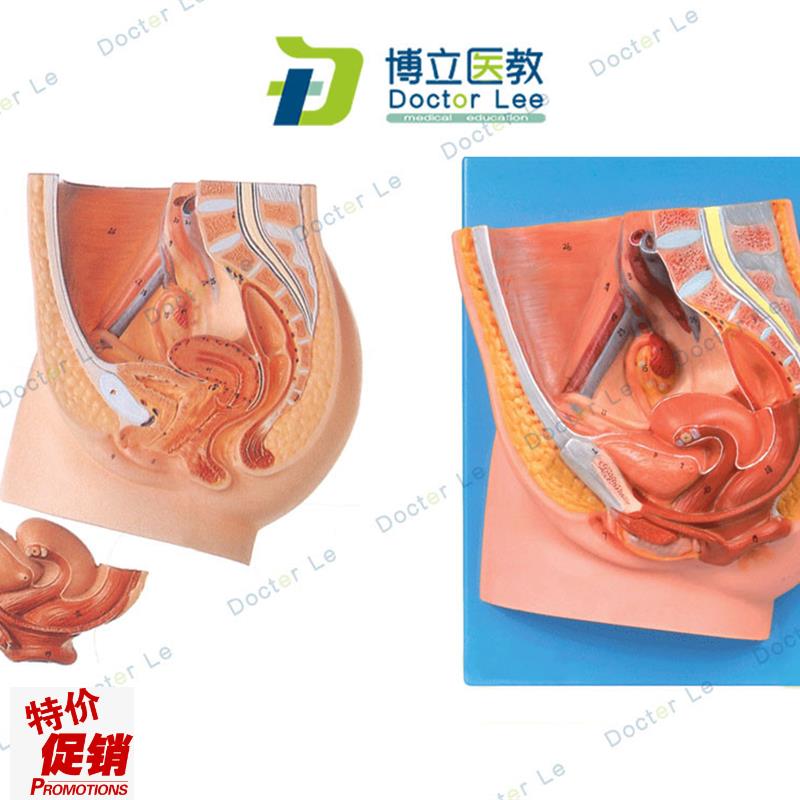 女性盆腔正中矢j状切面模型女性矢状解剖模型女性生殖器解剖