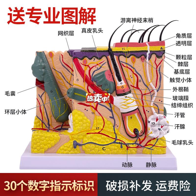 热销50倍人体皮肤组织结构放大解剖模型医学美容整k形立体皮肤放