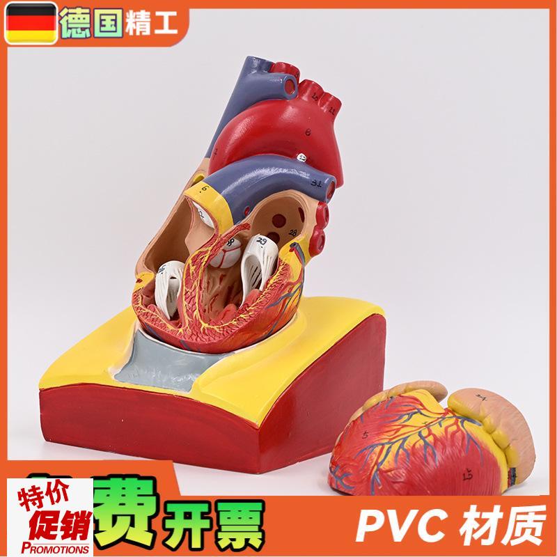 德国】1:1人体l心脏解剖模型B超彩超心脏模型拆卸医学自然大心脏