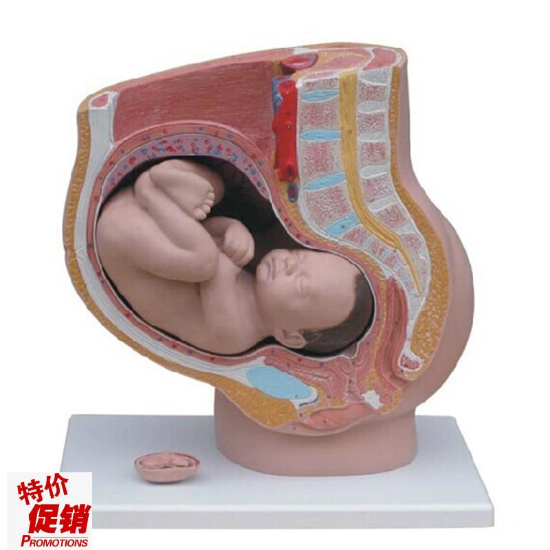 女性矢状解剖(4件o)人体生殖系统解剖模型足月胎儿模型怀孕十月