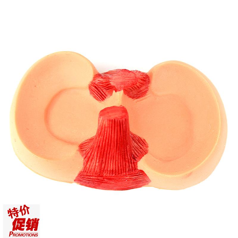 ENOVO颐诺膝关节关节半月板缝合模型关节镜微创膝盖.半月板手术