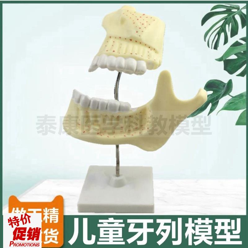 儿童牙列模型乳牙生长过程切牙尖牙磨牙解剖拆卸成人X牙列口腔牙