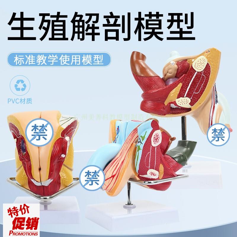 教学仿真男性生殖器泌尿t系统标本内外生殖器睾丸解剖模型医疗教
