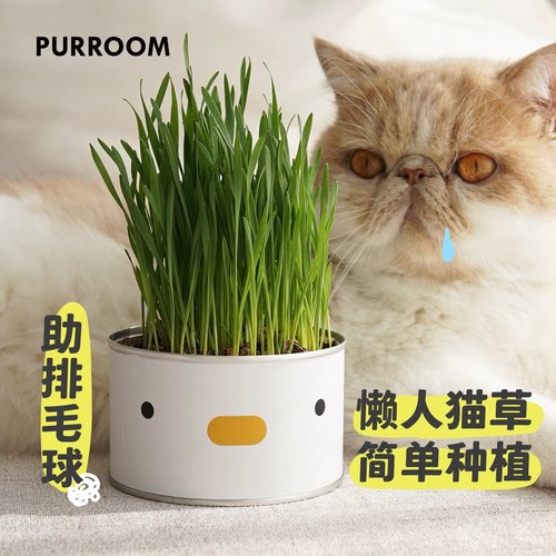 purroom原创猫草水培化毛猫零食