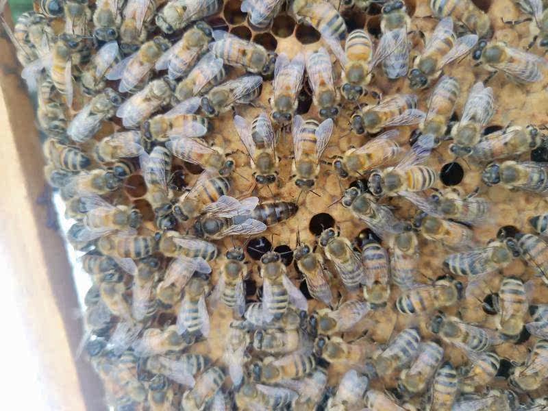 意蜂王蜂王生产王中蜜一号生产王喀尔巴阡新王意蜂群|ruв категории животное/Животное питание и принадлежностей, других домашних животных, других домашних животных - от Buy2taobao.com для оказания профессиональной услуги покупки агента Taobao