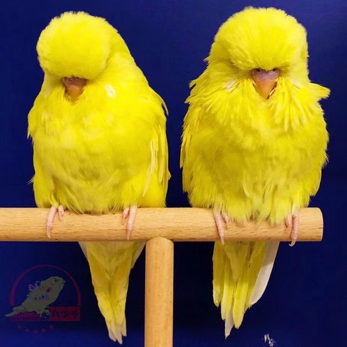 国血台血欧血金彩大头虎皮鹦鹉活体种鸟繁殖组直播间挑选顺丰包邮