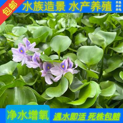 水葫芦凤眼莲水草植物池塘鱼缸造景净化水质养鱼养龟养虾水浮莲