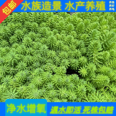 狐尾藻狐尾草爬藤鱼缸造景草缸水池新手懒人水草养鱼养虾养龟净水