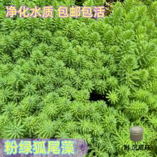 狐尾藻狐尾草水草盆栽鱼缸造景挂墙垂吊办公室水培绿植客厅阳台