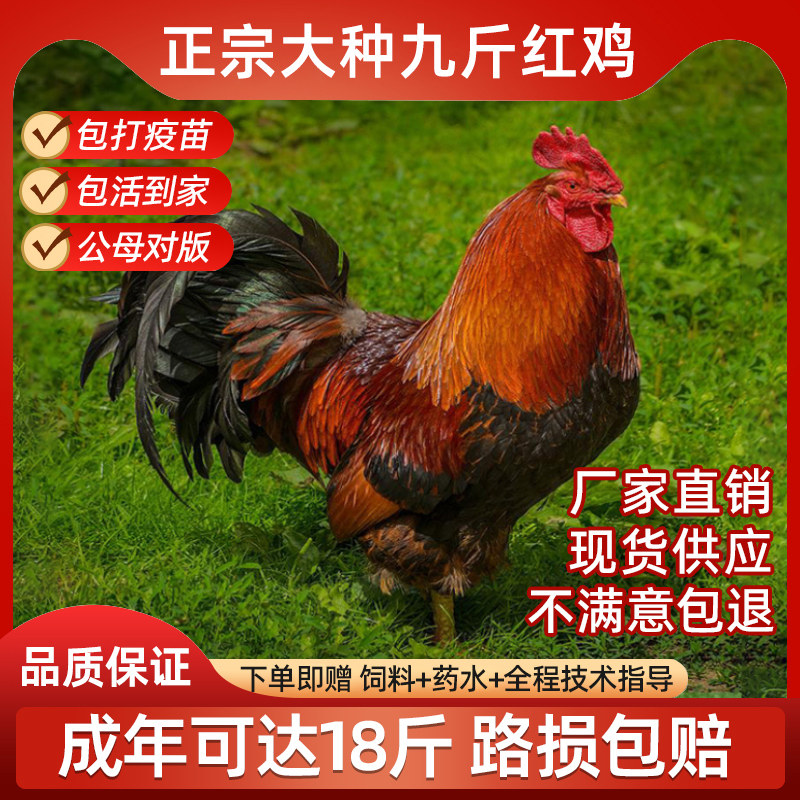 小鸡活苗纯种九斤红半斤公鸡380红玉肉鸡公鸡蛋鸡仔散养土鸡活物