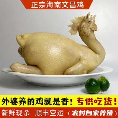 正宗海南文昌鸡生态养殖母鸡阉鸡