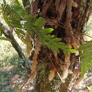 云南正品石龙根白毛新鲜草药石蚯蚓鲜货老鼠尾毛尼子石蚕中药材