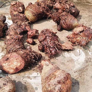 芭蕉云南深山芭蕉根芭蕉头芭蕉树根芭蕉树头红芭蕉根包邮新鲜