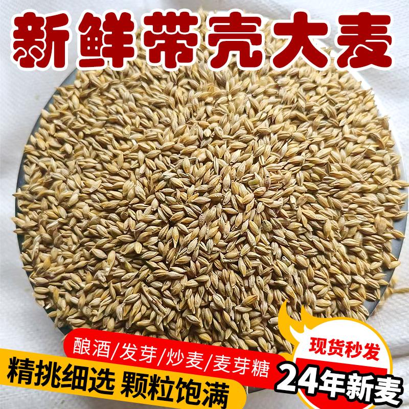带壳大麦喂鸽子家禽鸟食