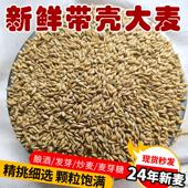 大麦粒带壳大麦大麦茶做麦芽糖发芽苗榨汁可酿酒喂鸡鸽粮鸟食50斤