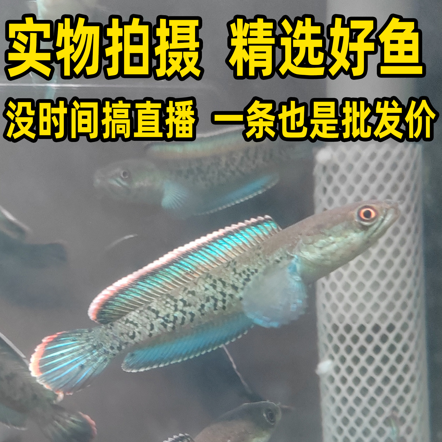 蓝宝石鬼王雷龙鱼苗巴卡二型黄金眼镜蛇阿萨姆奶茶酒红新手耐活