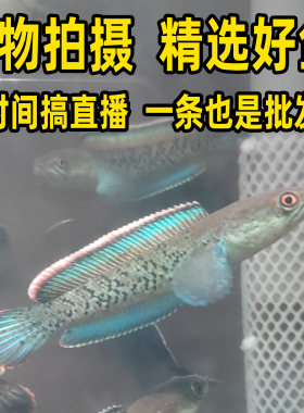 蓝宝石鬼王雷龙鱼苗巴卡二型黄金眼镜蛇阿萨姆奶茶酒红新手耐活