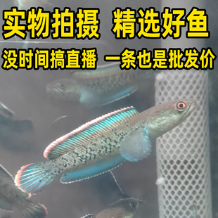 蓝宝石鬼王雷龙鱼苗巴卡二型黄金眼镜蛇阿萨姆奶茶酒红新手耐活