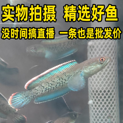蓝宝石鬼王雷龙鱼苗巴卡二型黄金眼镜蛇阿萨姆奶茶酒红新手耐活