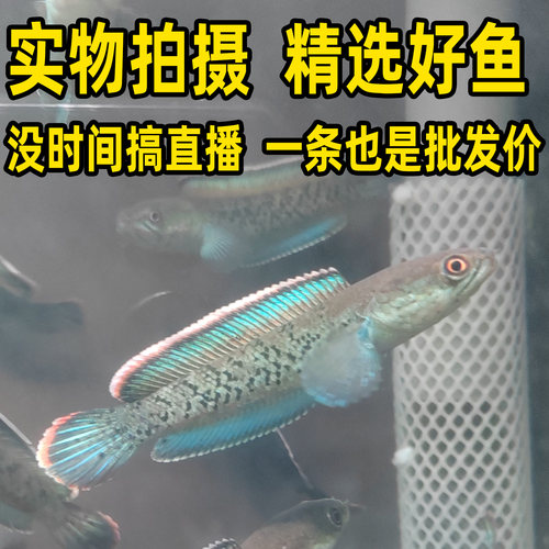 蓝宝石鬼王雷龙鱼苗巴卡二型黄金眼镜蛇阿萨姆奶茶酒红新手耐活