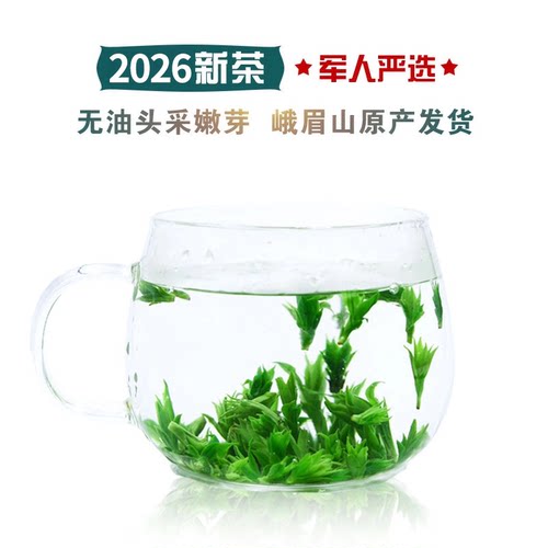 苦丁茶峨眉山2026特级头采嫩芽
