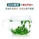 包邮 峨眉山普贤茶 2026新茶小叶苦丁茶青山绿水特级无油嫩芽茶叶