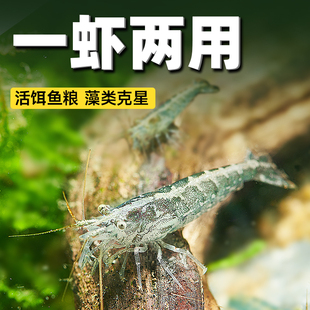 黑壳虾除藻虾大号淡水宠物虾鱼缸造景清洁工具水晶虾冷水虾观赏虾