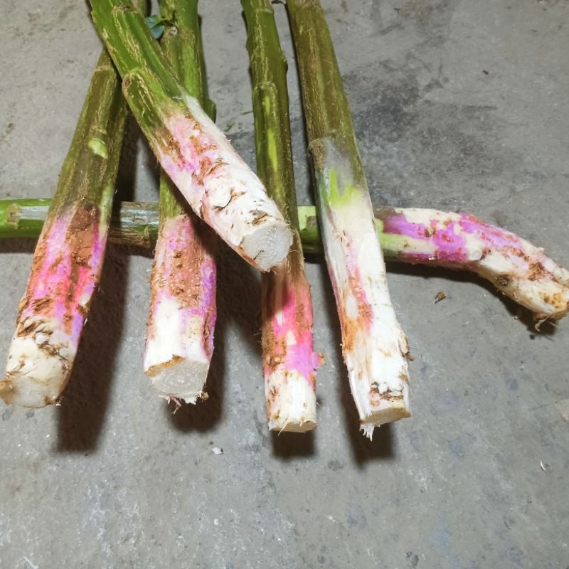 带红根新鲜苋菜梗青黄硬皮实芯苋菜杆子臭豆腐卤水绍兴霉苋菜梗