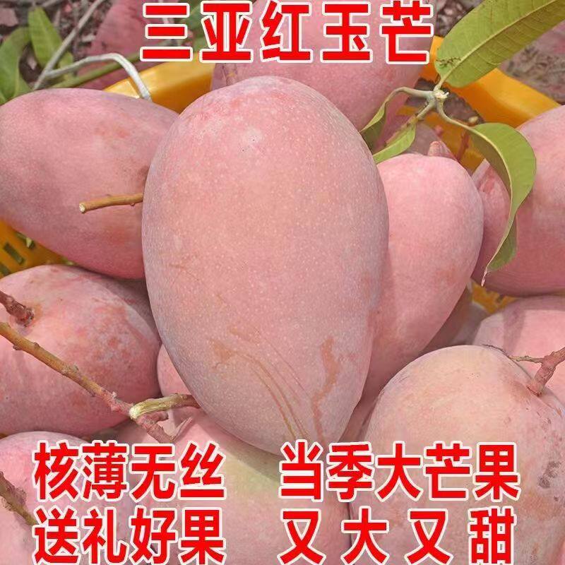 海南三亚芒果红玉芒果玉文芒三亚特产超大芒果当季新鲜孕妇水果5