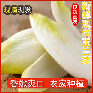 顺丰金玉兰菜芽球软化菊苣新鲜蔬菜凉菜沙拉酒店饭店生吃速食菜