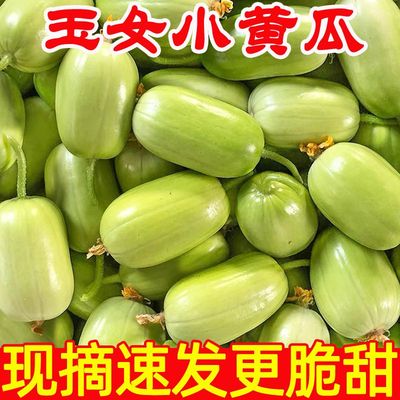 玉女黄瓜新鲜水果拇指黄瓜白玉现摘生吃脆小黄瓜青瓜当季蔬菜5斤