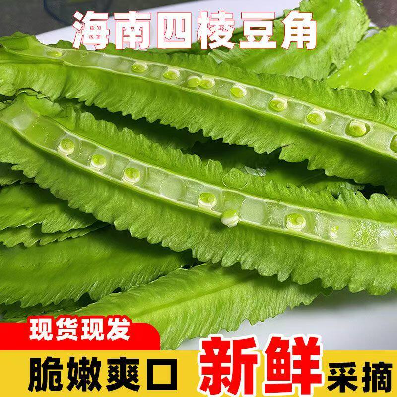 海南三亚鲜嫩四角豆绿色龙豆新鲜蔬菜四棱豆皇帝豆龙角豆季节