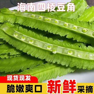 海南三亚鲜嫩四角豆绿色龙豆新鲜蔬菜四棱豆皇帝豆龙角豆季节