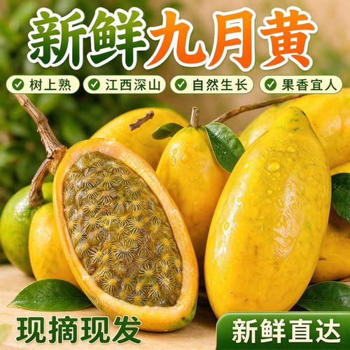 九月黄水果江西赣州新鲜现摘黄皮水果拿藤果牛卵坨木通野果八月瓜