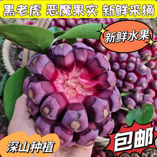 现摘黑老虎水果新鲜布福娜野生大血藤果恶魔果实稀有古怪罕见当季