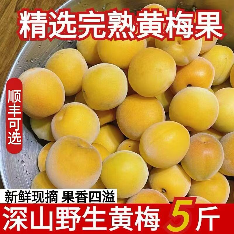 诏安高山树上熟黄梅果新鲜青梅果现野生酸梅子酱鲜果采摘泡酒水果